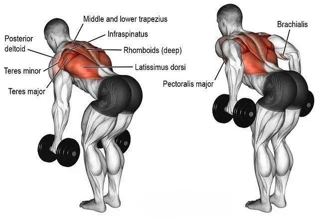 3 day full body workout