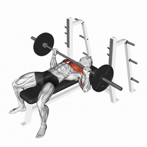 Chest Workout